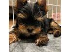 Yorkshire Terrier Puppy for sale in Bensalem, PA, USA