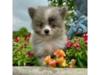 Pomeranian Puppy for sale in Osage Beach, MO, USA