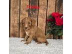 Cavapoo Puppy for sale in Pittsford, MI, USA