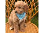 Mutt Puppy for sale in Azle, TX, USA