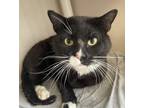Biscuits - I am at Brimfield Winery Mobile Event Domestic Shorthair Young Male