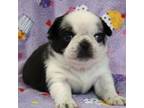 Pug Puppy for sale in Abilene, KS, USA