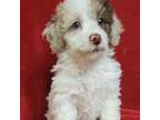 Mutt Puppy for sale in Houstonia, MO, USA