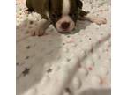 Boston Terrier Puppy for sale in Hillsboro, OH, USA