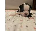 Boston Terrier Puppy for sale in Hillsboro, OH, USA