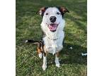 Halley May Border Collie Young Female