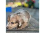 Dachshund Puppy for sale in Cave Junction, OR, USA