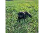 Labrador Retriever Puppy for sale in Bronte, TX, USA