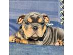 Bulldog Puppy for sale in Woodbridge, VA, USA