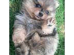 Pomeranian Puppy for sale in Plainville, GA, USA