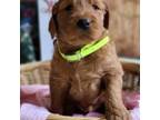 Goldendoodle Puppy for sale in Janesville, WI, USA