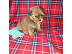 Shih Tzu Puppy for sale in Lapeer, MI, USA