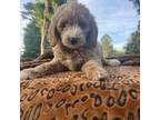 Mutt Puppy for sale in Spring Hill, FL, USA