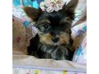 Yorkshire Terrier Puppy for sale in Winslow, AZ, USA