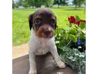 Brittany Puppy for sale in Chambersburg, PA, USA