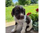 Brittany Puppy for sale in Chambersburg, PA, USA
