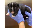 French Bulldog Puppy for sale in Palmdale, CA, USA