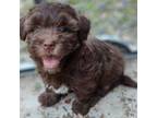 Havanese Puppy for sale in Pensacola, FL, USA