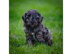 Cavapoo Puppy for sale in Honey Brook, PA, USA