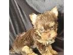 Yorkshire Terrier Puppy for sale in Buda, TX, USA