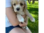 Cocker Spaniel Puppy for sale in Thorp, WI, USA