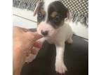 Jack Russell girl #2