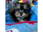 Yorkshire Terrier Puppy for sale in Nichols Hills, OK, USA