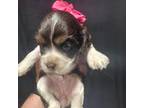 Cocker Spaniel Puppy for sale in Athens, WI, USA