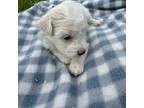 Bichon Frise Puppy for sale in Athens, WI, USA