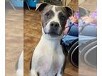 American Pit Bull Terrier DOG FOR ADOPTION RGADN-1090952 - Lacey - Pit Bull