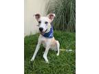 Adopt Daffodil a Terrier, Mixed Breed