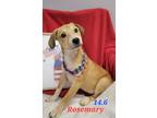 Adopt Rosemary a Terrier