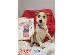 Adopt Sage a Terrier