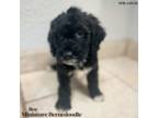 Mutt Puppy for sale in Durant, OK, USA