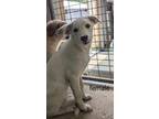 Adopt Blossom a Great Pyrenees, Mixed Breed