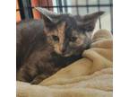 Adopt VeeVee a Domestic Short Hair