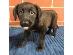 Adopt (Found) Northport Puppy 2 a Labrador Retriever