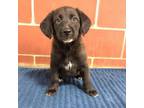 Adopt Vixey (NP 1) a Labrador Retriever