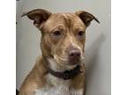 Adopt Scully a Pit Bull Terrier