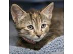 Adopt Jasmine (red checkers) a Domestic Short Hair
