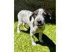Adopt Amarilla a Dalmatian, Pit Bull Terrier