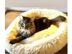 Adopt Coco a Maine Coon, Tabby