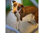 Adopt 405239 a Parson Russell Terrier
