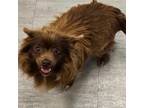 Adopt 405226 a Pomeranian