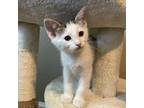 Adopt Sophie Foster a Domestic Short Hair