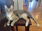 Adopt Journy a Domestic Short Hair