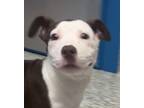 Adopt Layla a Pit Bull Terrier