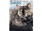 Adopt Sassy (bonded Brianna) Willow Grove (9/21/23-155) a Tortoiseshell