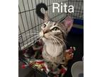 Adopt Rita Willow Grove PA (FCID 05/09/2024-131) a Tabby