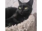 Adopt Halo, Willow Grove Area (FCID 03/19/2024-160) a Domestic Short Hair